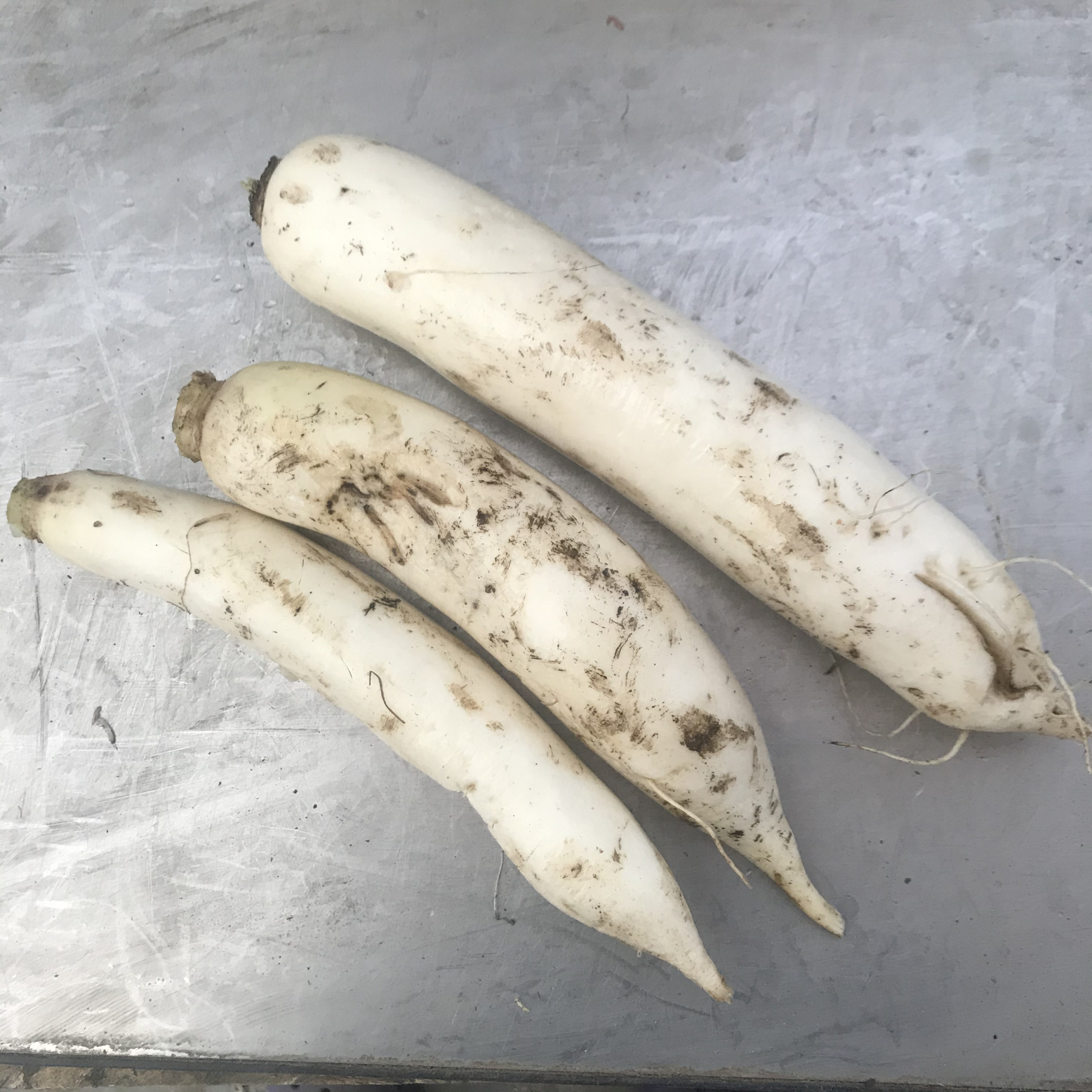 Certified Organic Daikon Radish, 2lbs