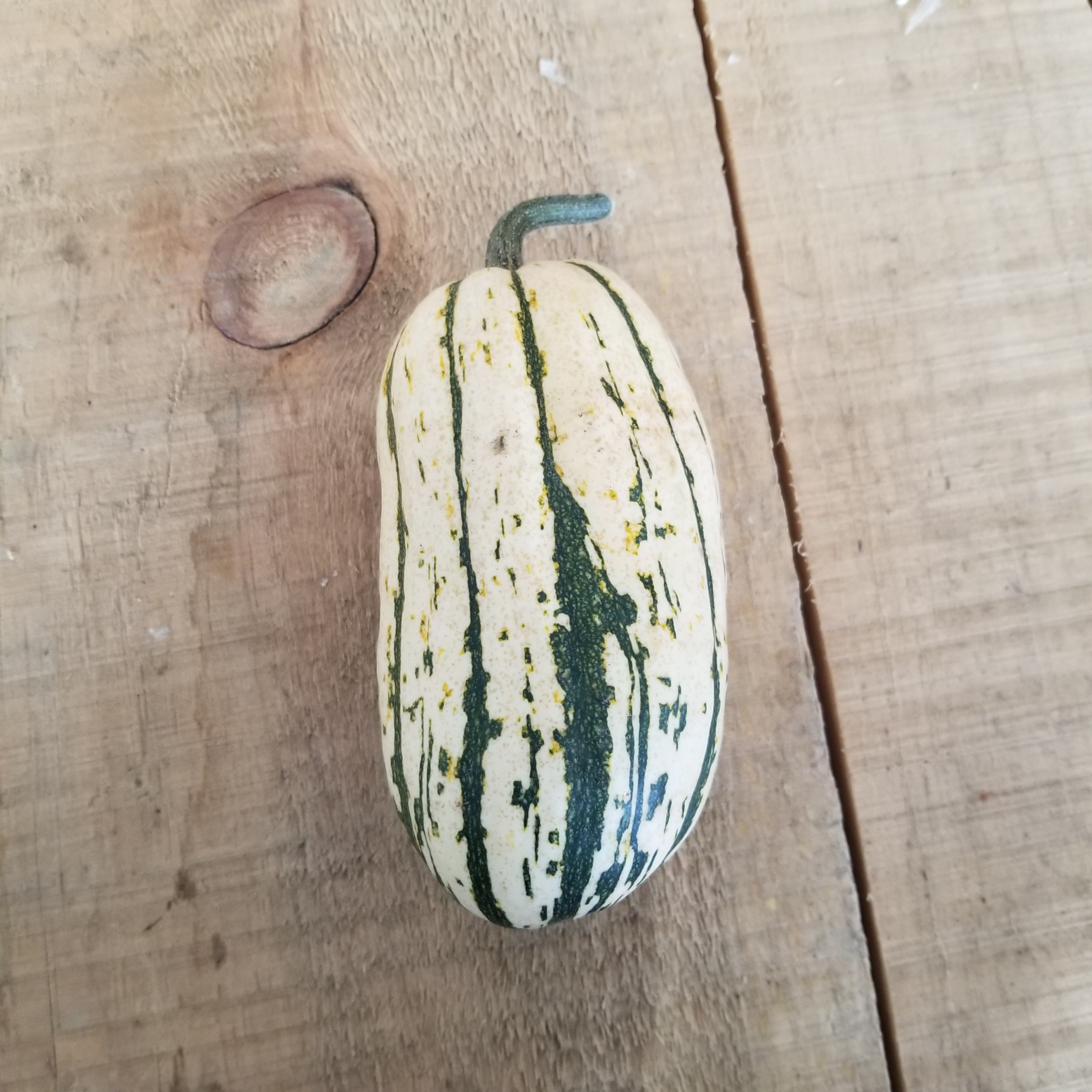 Certified Organic Delicata Squash, < 1lb