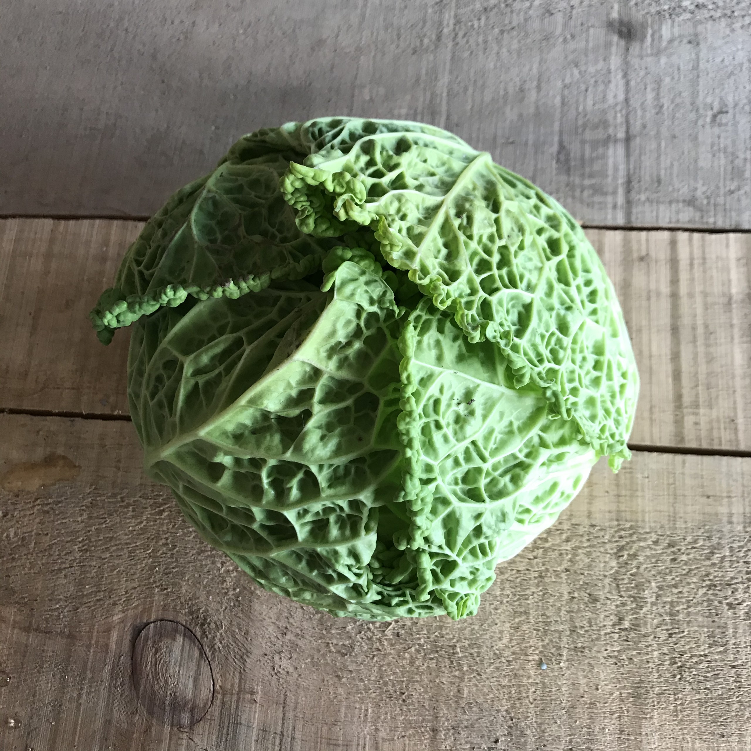 Crispy farm fresh Savoy Cabbage! Certified Organic Large Cavoy Cabbage
