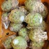 organic - Sleger farm Celeriac organic - Sleger farm