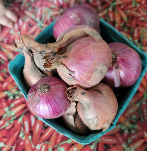 French shallots cert. Organic - our own! Sweet rosey shallots! 2 lbs