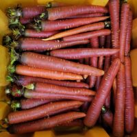 Red carrots our ugliest music garlic, perfect for winter, plant it , cook it do as you like