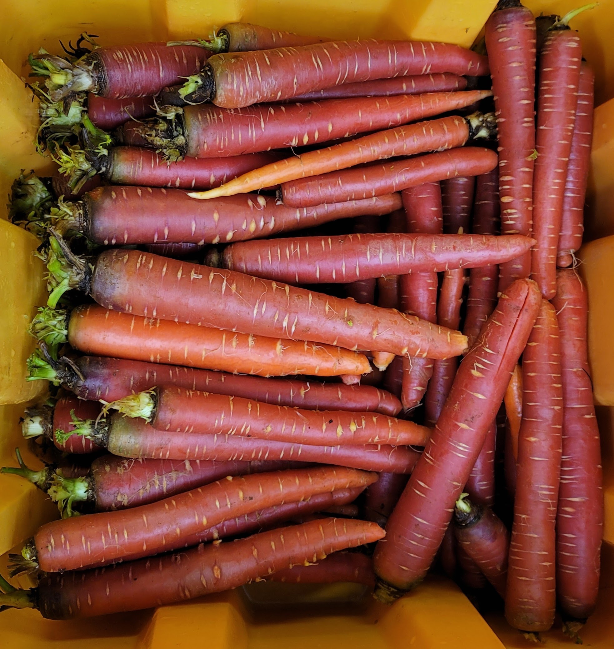 Cert. organic - our own! Bright red beauties! 2 lbs Red Carrots Cert. organic - our own! Bright red beauties! 2 lbs