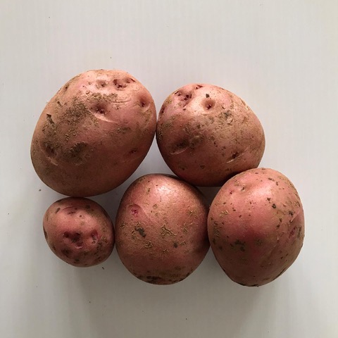 Certified Organic Red Potatoes