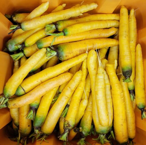Yellow carrots