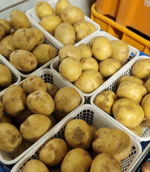 Yukon gold 5lbs basket scaled cert. Organic - our own! Larger potatoes, 5 lb basket.