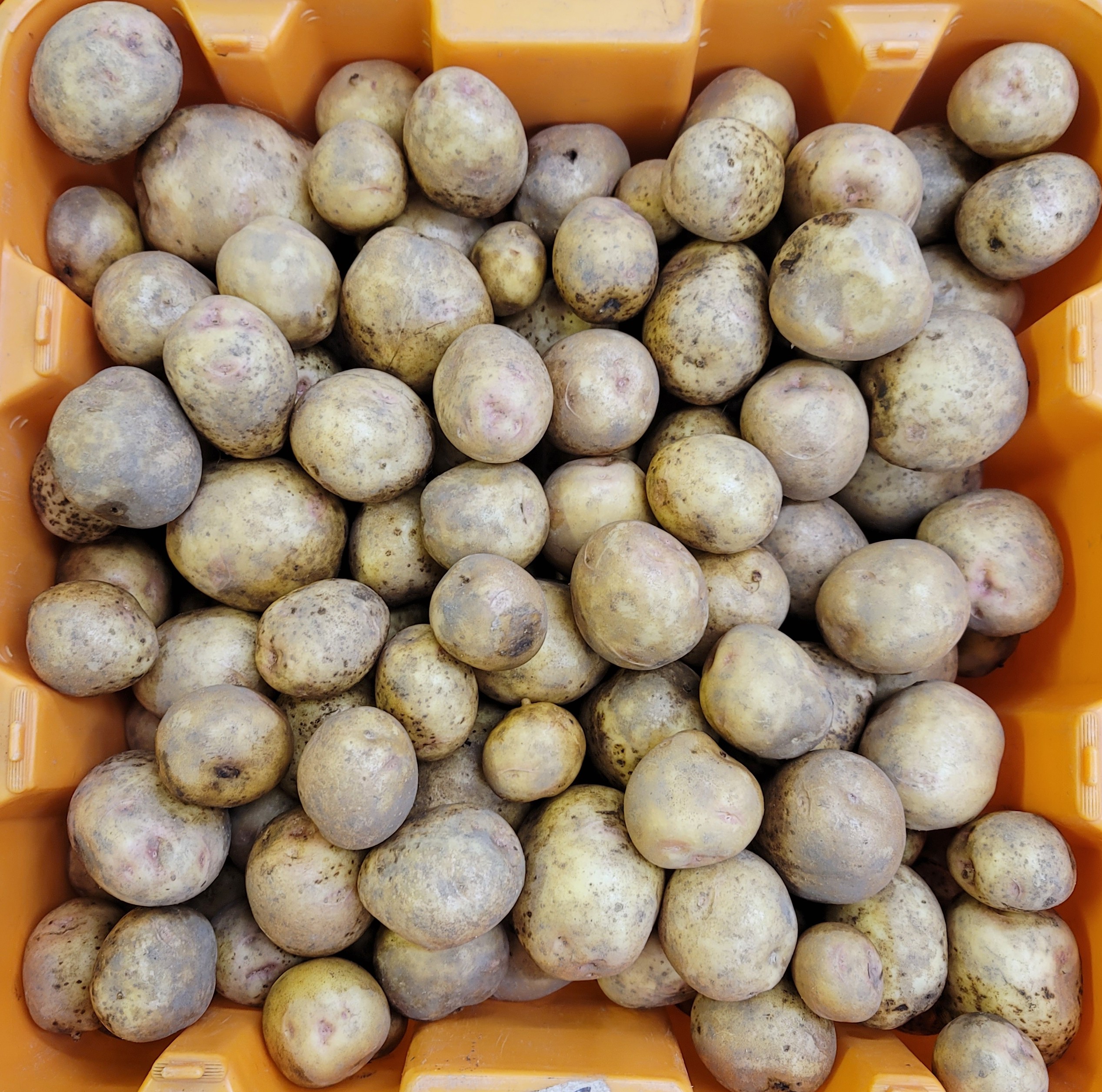 Cert. Organic, our own! 2lbs. yukon potatoes