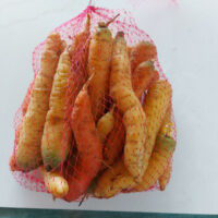Rainbow carrots raised on pasture, fed certified organic feed