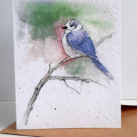 Canada Jay - seed paper greeting card