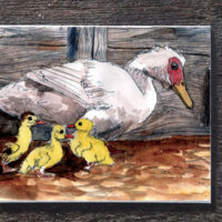 Muscovy Ducklings - seed paper greeting card