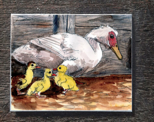 Muscovy ducklings - seed paper greeting card