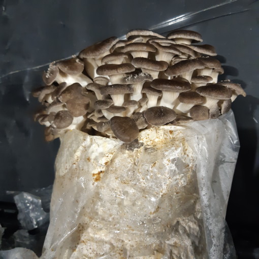 Mushroom fruiting block