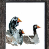 Toulouse Geese - seed paper greeting card