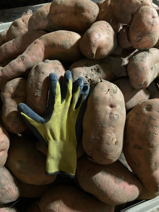 Jumbo sweet potato scaled these guys are big! Cut them in half length wise or slice large rounds and bake them.