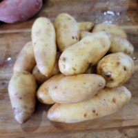La ratte cert. Organic - our own! 2 lbs. Roasted or raw - these are mild, crunchy and delicious!