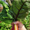 unnamed 2 Cert. organic - our own! 1 bunch. Reeaally nice with our Yukon Potatoes roasted up this time of year!