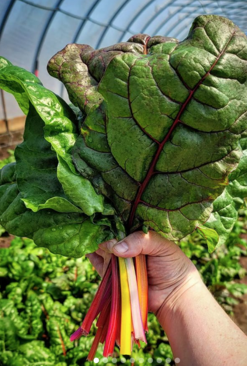 Unnamed 2 cert. Organic - our own! 1 bunch. Our earliest ever bunches of rainbow swiss chard!