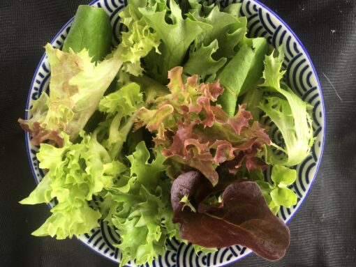 Salanova lettuce mix
