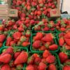 June Bearing Strawberries - season almost finished everbearing strawberries