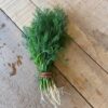 Certified Organic IMG 1546Dill Certified Organic