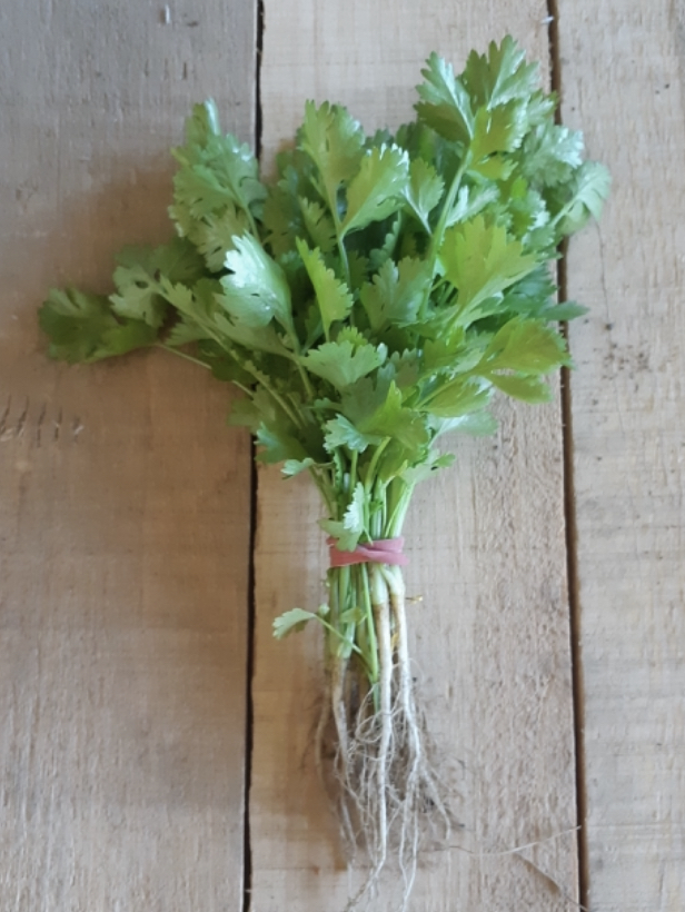 Certified Organic IMG 6E9660A6797A 1Cilantro Certified Organic