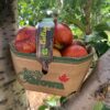 Nectarines in a Tree