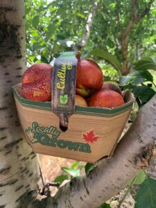 Nectarines in a Tree