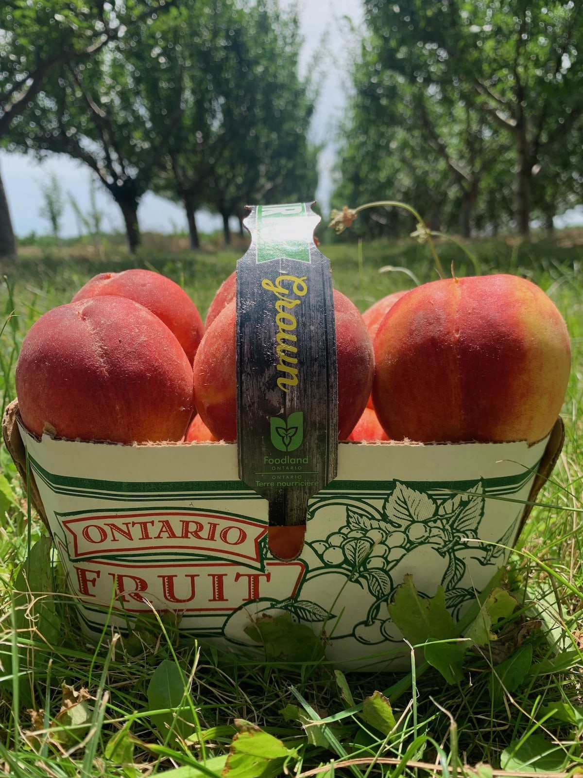 Sweet and juicy Peaches