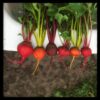 Organic Rainbow Beets