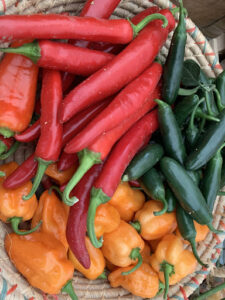 Peppers a diet of all organic - greens, daily sweet potatoes and grains which produce their beautiful orange yolks!