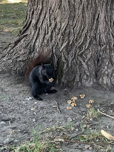 Yet another squirrel