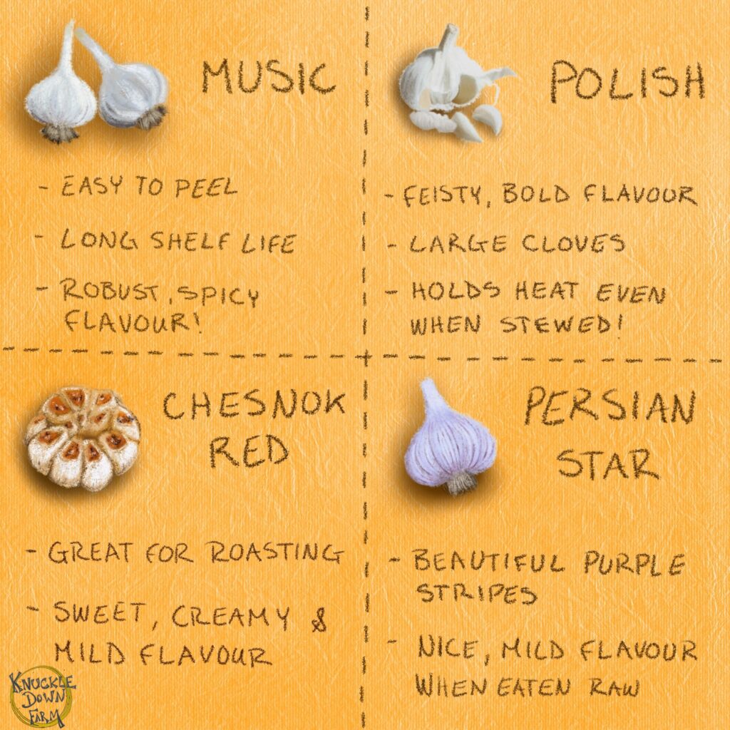 Know your garlic