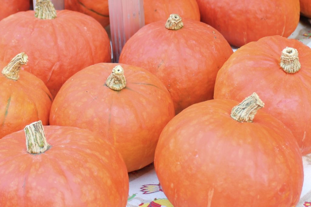 pumpkino